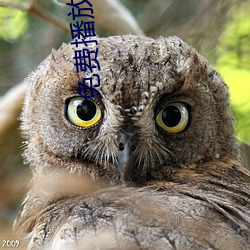 免费(f��i)播放一(y��)区二区三区小说(shuō)