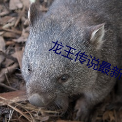 龍王傳說最新章節