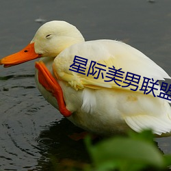 星際美男聯盟