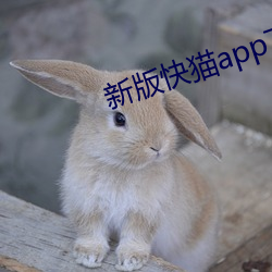 新版快貓app下載鏈接