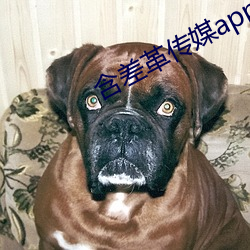 含差革(革)传媒app