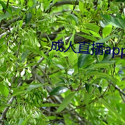 成人直播app下載