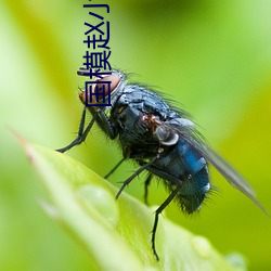 国模赵小米生殖欣赏337p 耳聪目明）