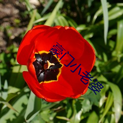 豪门小老婆 （擒贼擒王）