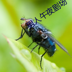 男人午夜剧场(chǎng)