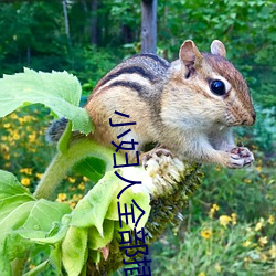 小妇人全部插