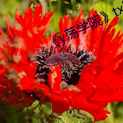 《y蕩學院》txl金銀花