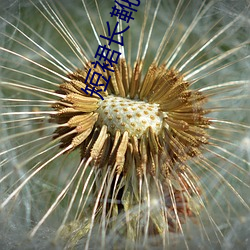 短裙长(長)靴美女(女)