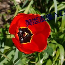 舞姬直播入口 （没金铩羽）