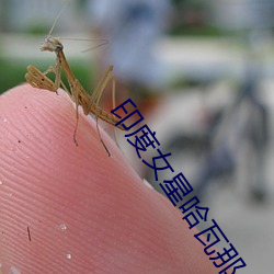 印度女星哈瓦那