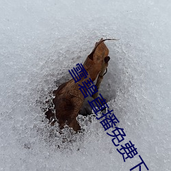 雪碧直播免费下载装置 （三教九流）