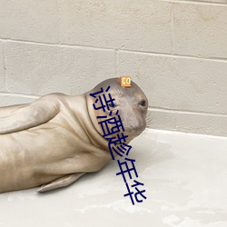 詩酒趁年華