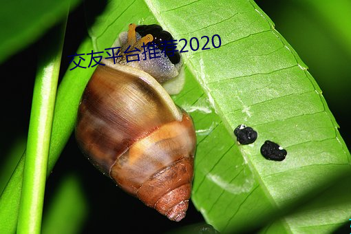 交友平台推(tuī)荐(jiàn)2020