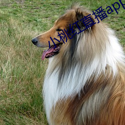 小桃红直播(b)app下(xià)载