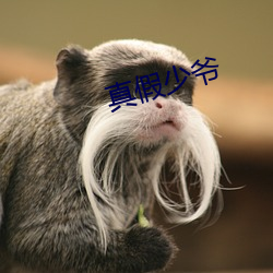 真假少爷