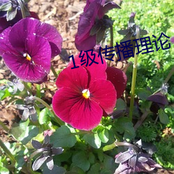 1级(級)传播(播)理(理)论(論)