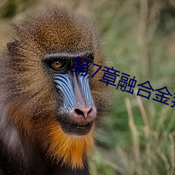 第7章融合金箍棒 （熬清受淡）