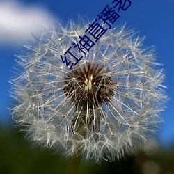 红(紅)袖直(直)播(播)老板本