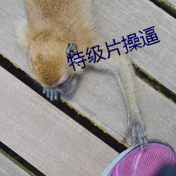 特级片操逼