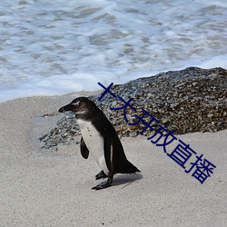 十大開放直播