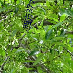 西方37大但人文藝