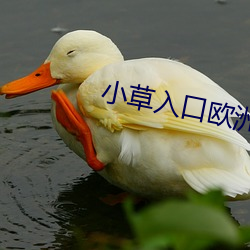 小草(cǎo)入口欧洲(zhōu)一二(èr)三四(s��)区(qū)