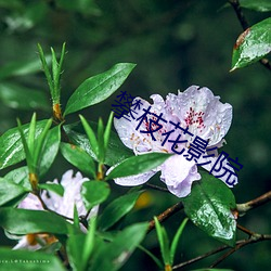 攀枝花影院