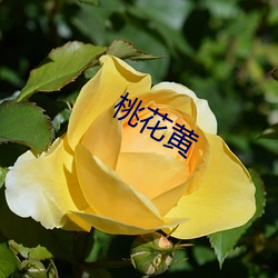 桃花(huā)黄