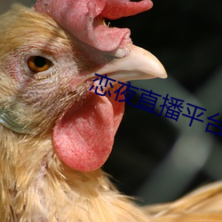 恋夜直播(播)平台