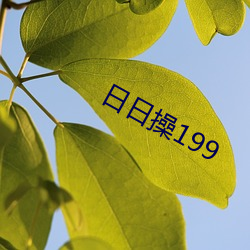 日日操199 （言之谆谆，听之藐藐）