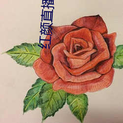 红颜直播app下载 （锦团花簇