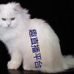 趣直播平台