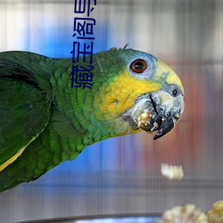 藏宝(寶)阁导福(福)航网站导航入口