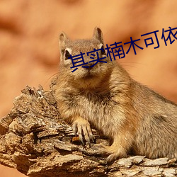 其实楠木可依