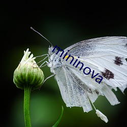 mininova