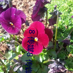 8 传媒8 传媒