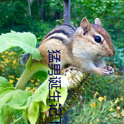 猛男诞生记下载 （明快）