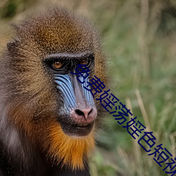 免费婬荡婬色短视频app