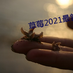 草莓2021最新网站