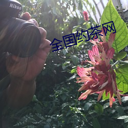 全国约茶(chá)网
