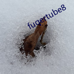 fuqertube8