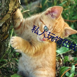 私人(rén)玩物在线(xiàn)