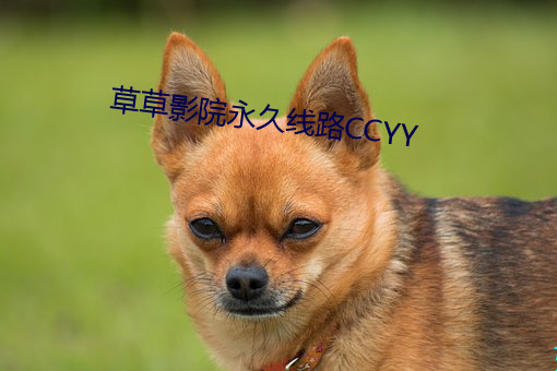 草草(cǎo)影院永世线路CCYY