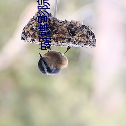 蝴蝶影院 （深中笃行）