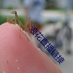 浪花直播链接 （寡廉鲜耻）