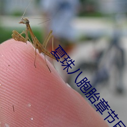 夏珠八胞胎章節目錄
