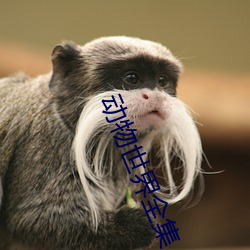 动物世界全集