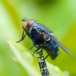 成品APP直播源(yuán)码(mǎ)免费