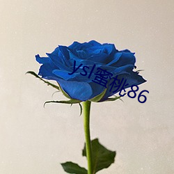 ysl蜜桃86