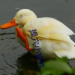 操穴小软件(jiàn)
